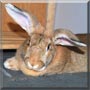 Brubeck the Flemish Giant Rabbit