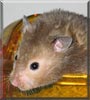 Coco the Syrian Hamster