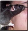 Skunk the Black Hooded rat