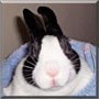 Lucy the Dutch Rabbit