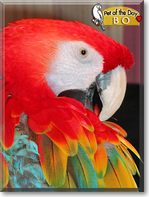 Bo, the Pet of the Day