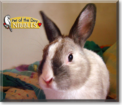 Nibbles, the Pet of the Day
