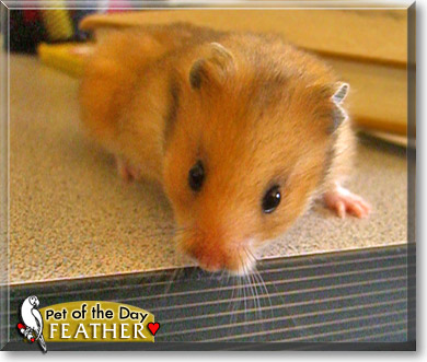 Feather, the Pet of the Day Feather, the Pet of the Day