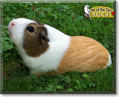 Rocki, the Pet of the Day