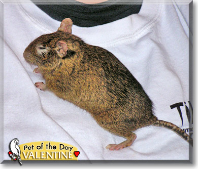 Valentine, the Pet of the Day Valentine, the Pet of the Day