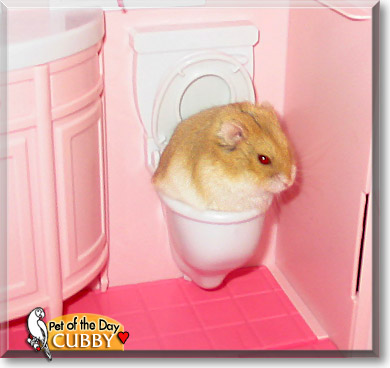 Cubby, the Pet of the Day