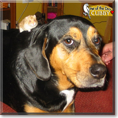 Cubby, the Pet of the Day