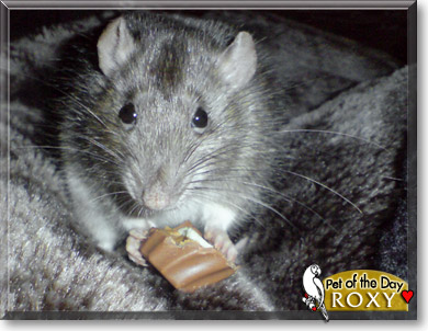 Roxy, the Pet of the Day Roxy, the Pet of the Day