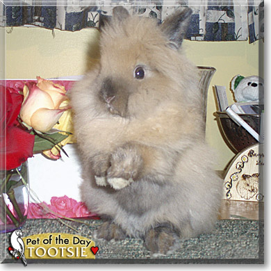 Tootsie, the Pet of the Day Tootsie, the Pet of the Day