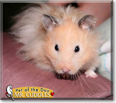 Mr. Cuddles, the Pet of the Day