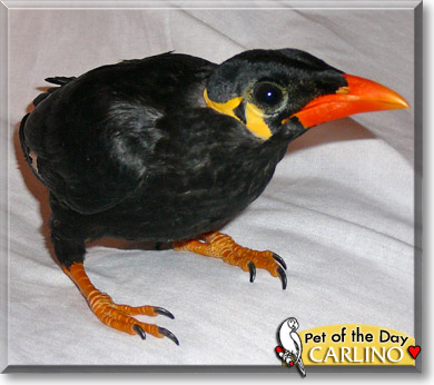 Carlino, the Pet of the Day Carlino, the Pet of the Day