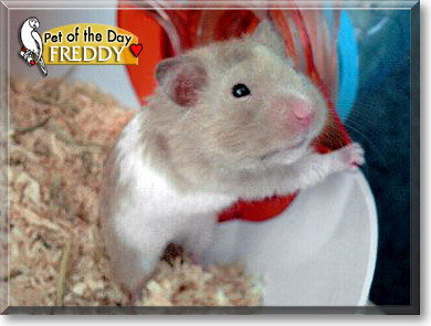 Freddy, the Pet of the Day Freddy, the Pet of the Day