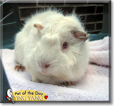 Ying Yang, the Pet of the Day Ying Yang, the Pet of the Day