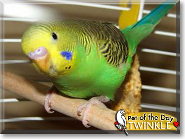 Twinkle, the Pet of the Day Twinkle, the Pet of the Day