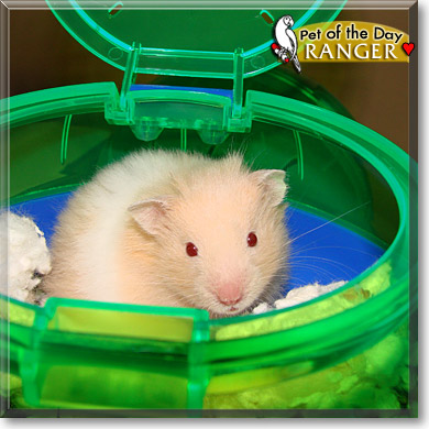 Ranger, the Pet of the Day Ranger, the Pet of the Day