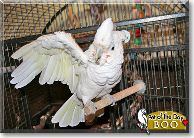 Boo, the Pet of the Day