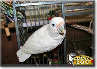Boo, the Pet of the Day