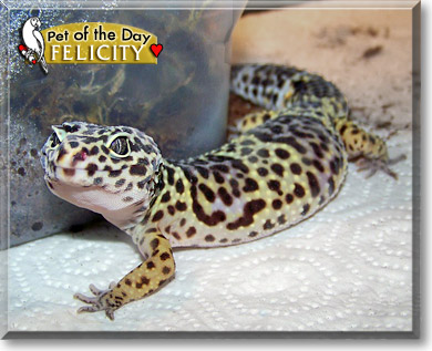 Felicity, the Pet of the Day