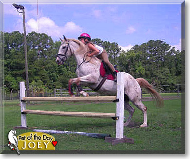 Joey, the Pet of the Day