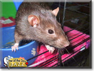 Jazz, the Pet of the Day