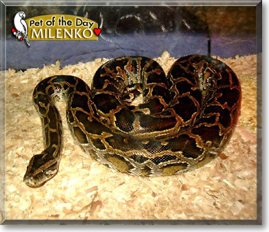 Milenko, the Pet of the Day