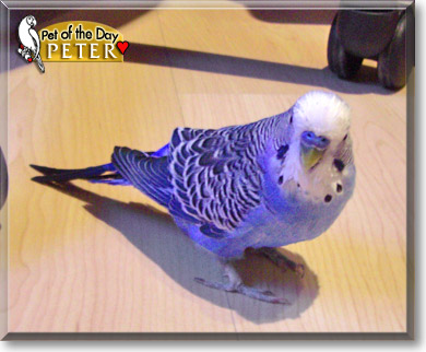 Peter, the Pet of the Day