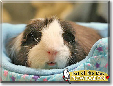 Pigwidgeon, the Pet of the Day Pigwidgeon, the Pet of the Day