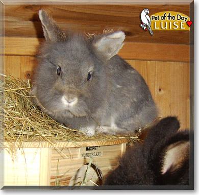 Luise, the Pet of the Day