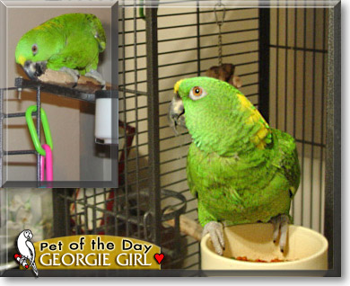 Georgie Girl, the Pet of the Day Georgie Girl, the Pet of the Day
