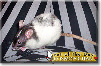 Cosmopolitan, the Pet of the Day
