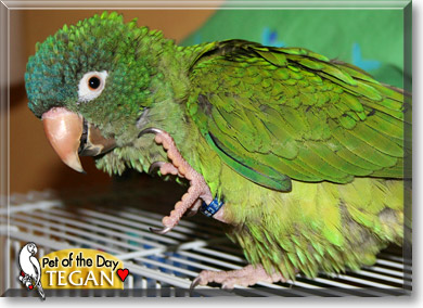 Tegan, the Pet of the Day