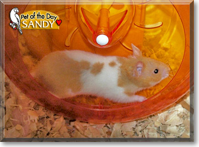 Sandy, the Pet of the Day