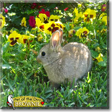 Brownie, the Pet of the Day
