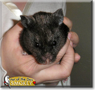 Smokey, the Pet of the Day Smokey, the Pet of the Day