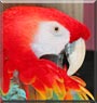 Bo the Scarlet Macaw
