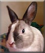 Nibbles the Dwarf Rabbit