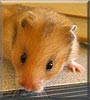 Feather the Syrian Hamster