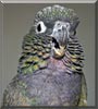 Max the Maximillian Pionus