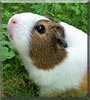 Rocki the Guinea Pig