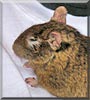 Valentine the Degu