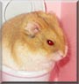 Cubby the Russian Hamster