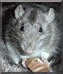 Roxy the Berkshire Rat