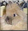 Tootsie the Lionhead Rabbit