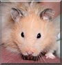Mr. Cuddles the Hamster