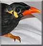 Carlino the Mynah Bird
