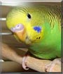 Twinkle the Budgie