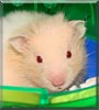 Ranger the Hamster