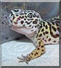 Felicity the Leopard Gecko