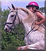 Joey the Appaloosa Horse