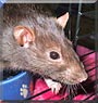 Jazz the Topear rat